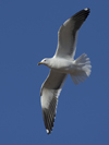 1cy fuscus in August, ringed in Finland. (81365 bytes)